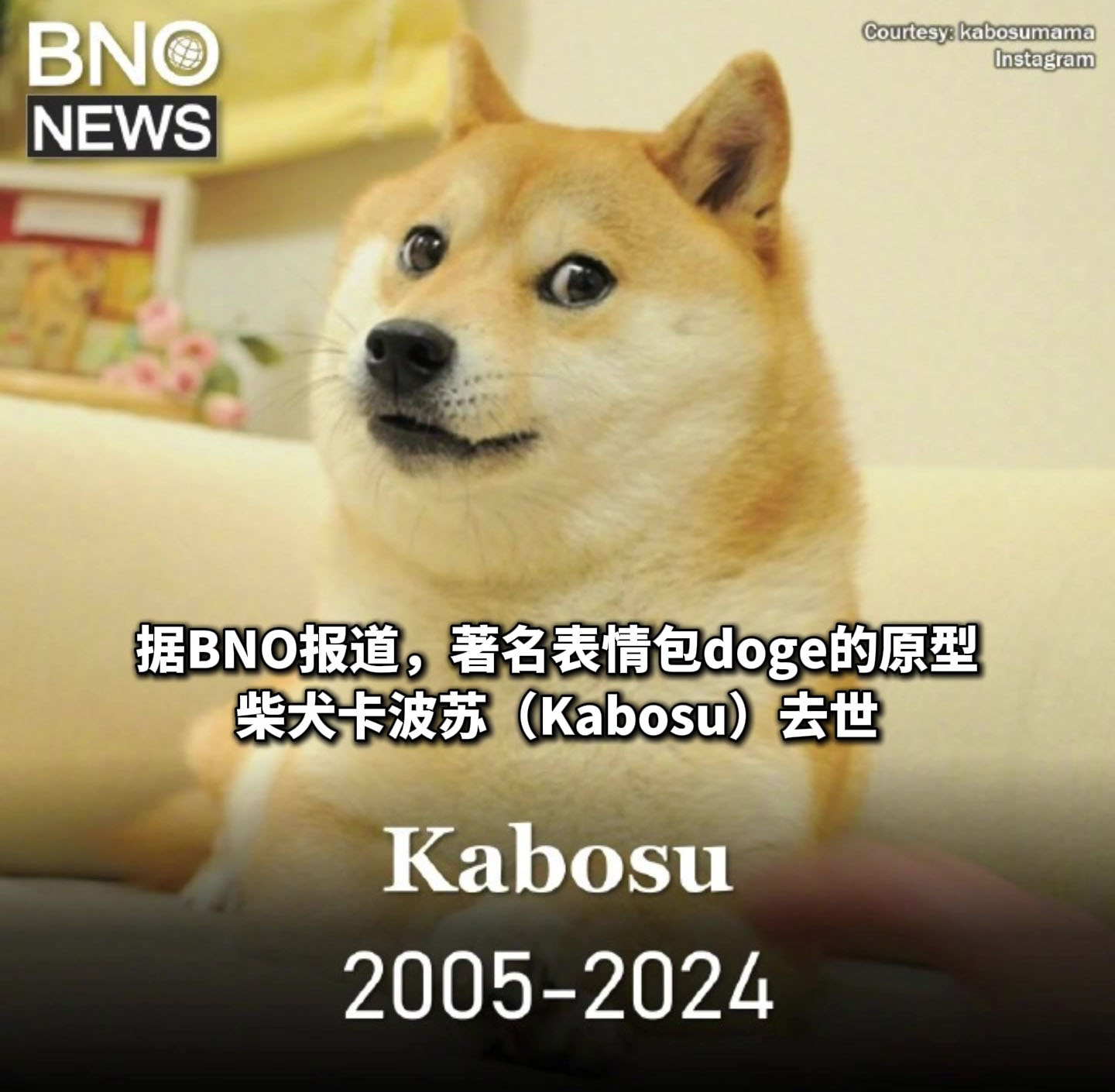 著名柴犬 Kabosu 去世